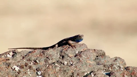 Ready to fight 1 Sagebrush Lizard Steens Mountain Near malheur Wildlife Refuge Stock-Footage 82023766