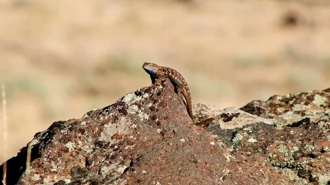 Ready to fight 2 Sagebrush Lizard Steens Mountain Near Malhuer Wildlife Refuge Stock Footage 81849599