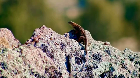 Ready to fight 3 Sagebrush Lizard Steens Mountain Near Malhuer Wildlife Refuge Stock Footage 81849648