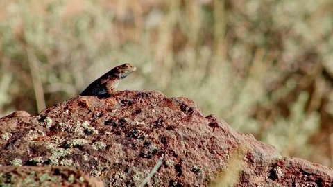 Ready to fight 4 Sagebrush Lizard Steens Mountain Near Malhuer Wildlife Refuge Stock-Footage 81849922
