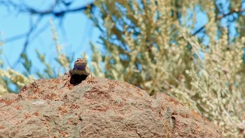 Ready to fight 6 Sagebrush Lizard Steens Mountain Near Malhuer Wildlife Refuge Video stock 81850203