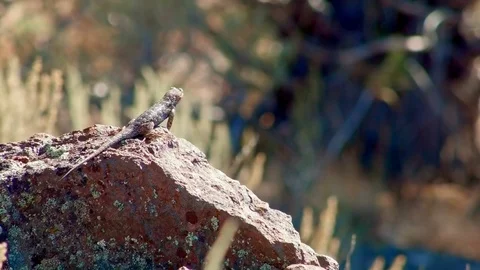 Ready to fight 7 Sagebrush Lizard Steens Mountain Near Malhuer Wildlife Refuge Stock-Footage 81850306