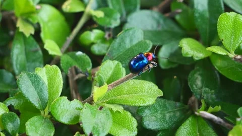 Ready to Fly, Macro footage of Blue Milkweed Beetle or Chrysochus pulcher w.. Video stock 308247716