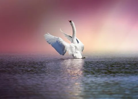 Ready to fly Stock Photos