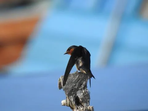 Ready to Fly Stock Photos