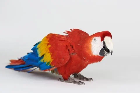 Ready to fly red parrot 스톡 사진