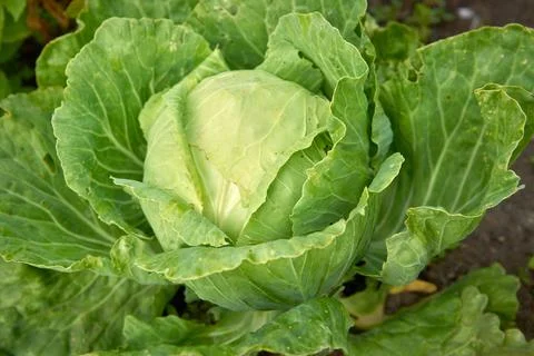 Ready for Harvest Cabbage Fotos Stock