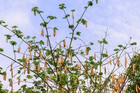 Ready to harvest of kapok. Stock Photos
