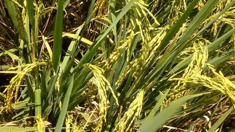 Ready-to-Harvest Paddy Field Stock Footage 330274251