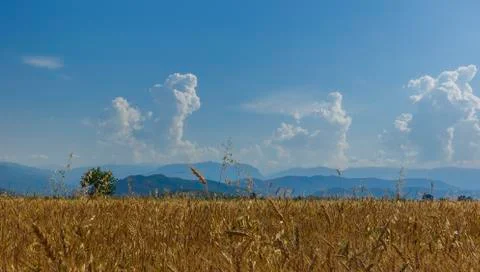 Ready to harvest wheat against the backdrop of beautiful mountains and clouds Stock Photos