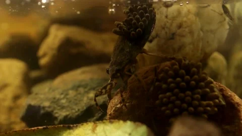 Ready to hatch egg pads on water bug backs Stock-Footage 137920693