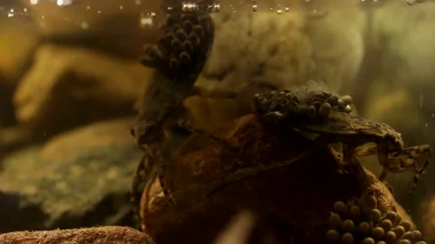 Ready to hatch egg pads on water bug backs Stock-Footage 137920704