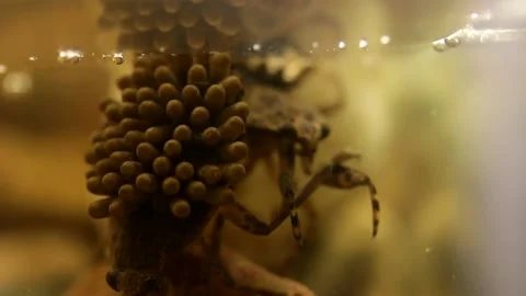 Ready to hatch egg pads on water bug backs Stock-Footage 137920714