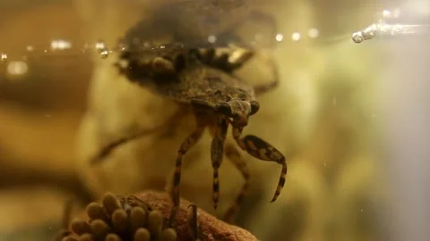 Ready to hatch egg pads on water bug backs Stock-Footage 137920719