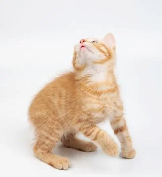 Ready to jump small cute kitty Stock Photos