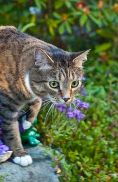 Ready to leap Stock Photos