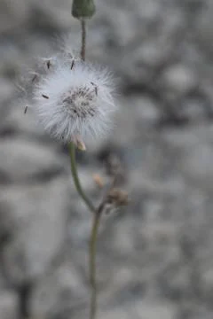 Ready to let it flow for its own path Dandelion in Tuscany Italy Stock-Fotos