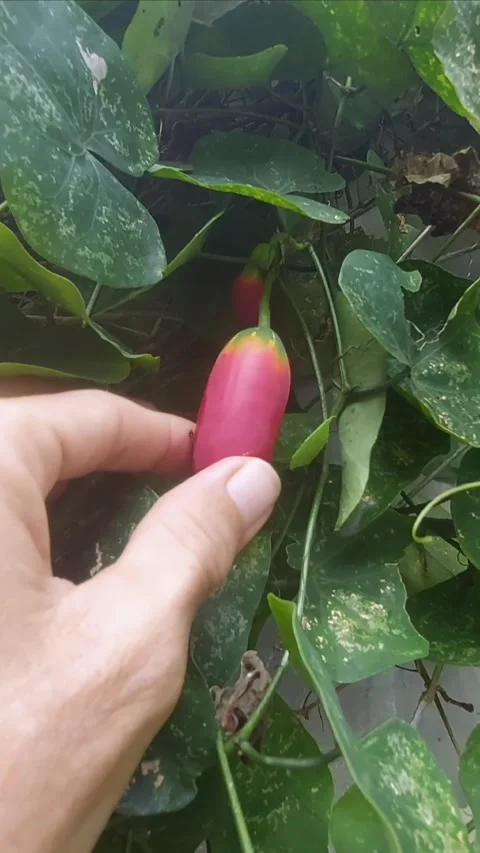 Ready to Pick the Fruit Stock Footage 297612041
