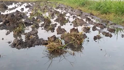 Ready to Plant Rice Field Stock Footage 341456601