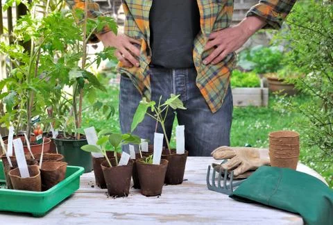 Ready to plantation Foto stock