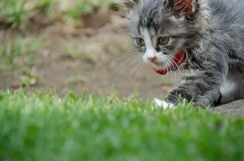 Ready to pounce Stock Photos