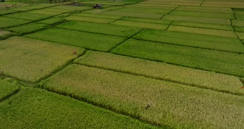 Ready Rice in Terrace, Ubud, Bali, Indonesia. Top view. Drone view of Bali. Stock-Footage 252575007