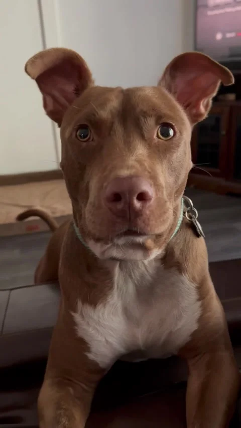 Ready, Set, GO! Stock Footage 313292195