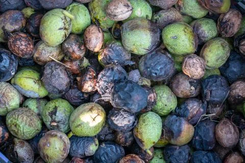 Ready-to-shell walnuts Stock Photos