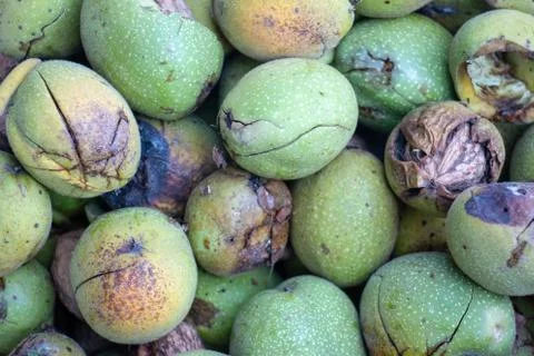 Ready-to-shell walnuts Stock Photos