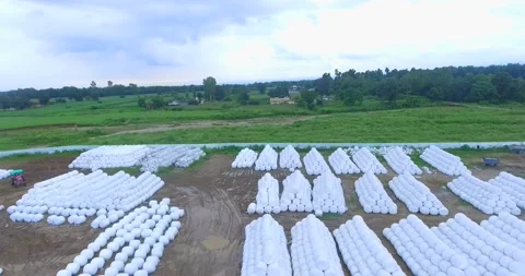 Ready silage in farm india Stock Footage 219322393
