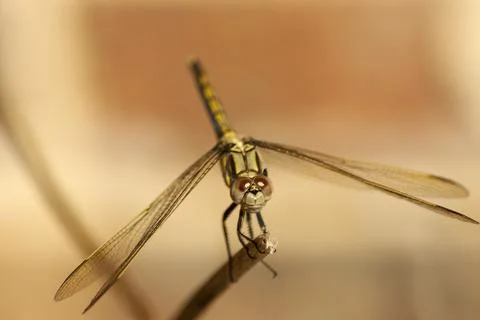 Ready for takeoff Stock Photos