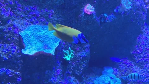 Real 4k footage of fox face rabbitfish in detail, reef aquarium Stock Footage 297552271