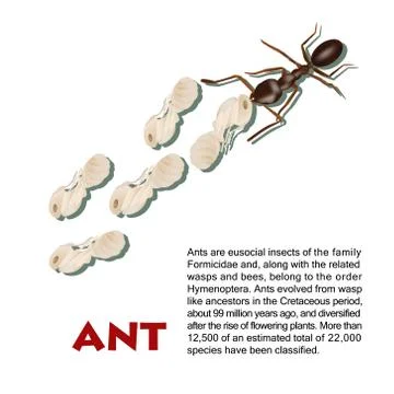 Real ant insect illustration Stock Illustration