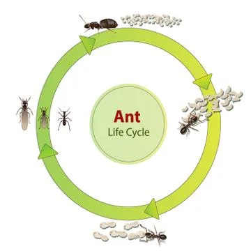 Real ant insect illustration Illustrazione stock