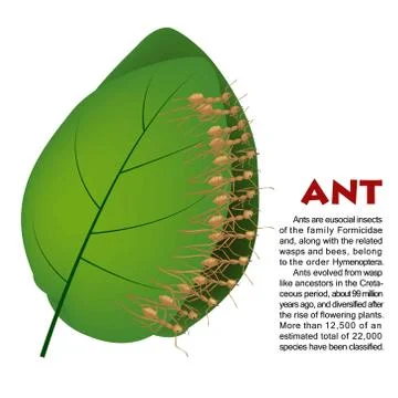 Real ant insect illustration Stock Illustration