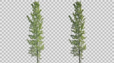 Real Aspen Poplar Tree Pre-Keyed with Alpha Transparency Stock Footage 65294783