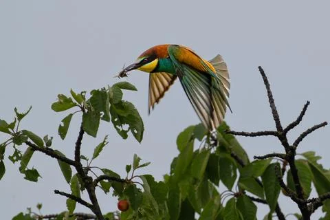 Real Bee-eater, Merops apiaster, sitting on the branch Stock Photos