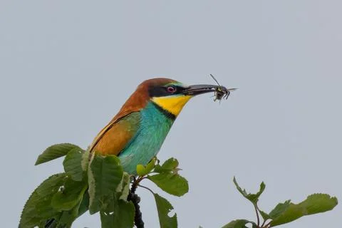 Real Bee-eater, Merops apiaster, sitting on the branch Stock Photos