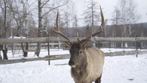 Real big deer maral on the background of a snowy park, close-up. Stock-Footage 102483459
