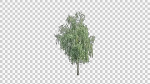 Real birch isolated 2 Stock Footage 47378682