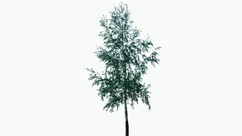 Real Birch Tree isolated on the wind 1 on white background Stock Footage 93845317