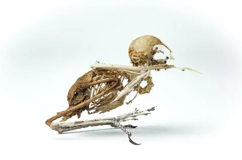 Real bird skeleton Foto stock