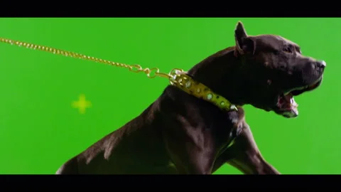 Real black pit bull dog barking . Green screen chroma key Stock Footage