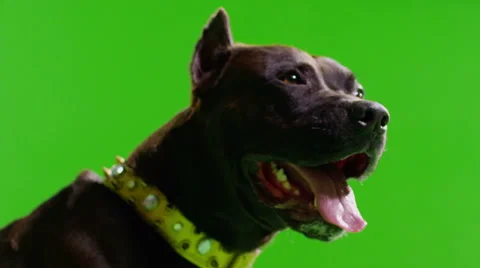 Real black pitbull dog barking. Green screen. Close up. Slow Motion saliva. Stock Footage
