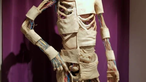 Real Body Experience:  Section of plastinated human body showing circular system Stock Footage 295656982