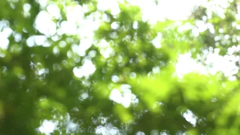 Real bokeh lights in spring Stock Footage 260816953