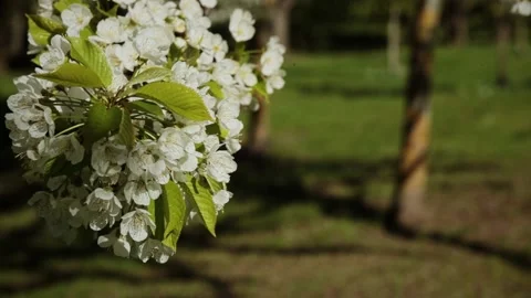 A real branch of a blossoming apple tree sways in the wind. Stock Footage 165455832