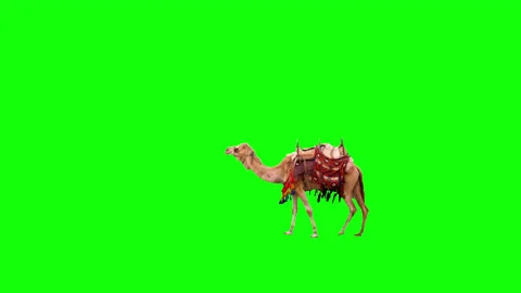 Real camel crossing a green screen Stock Footage 167269863