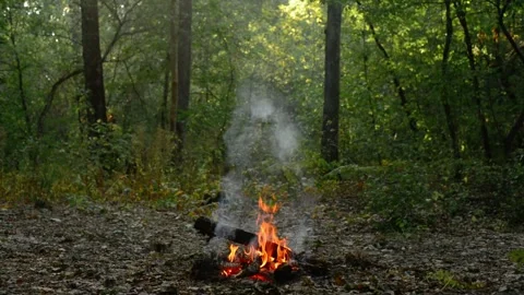 Real Campfire Burning in Forest Close up Seamless Loop Video stock 342898046