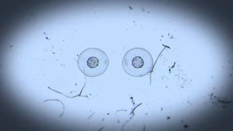 Real Cell Division Microscope 2 Stock-Footage 348530783